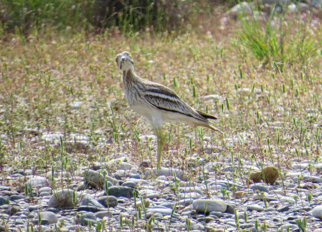 Eurasian Stone-curlew