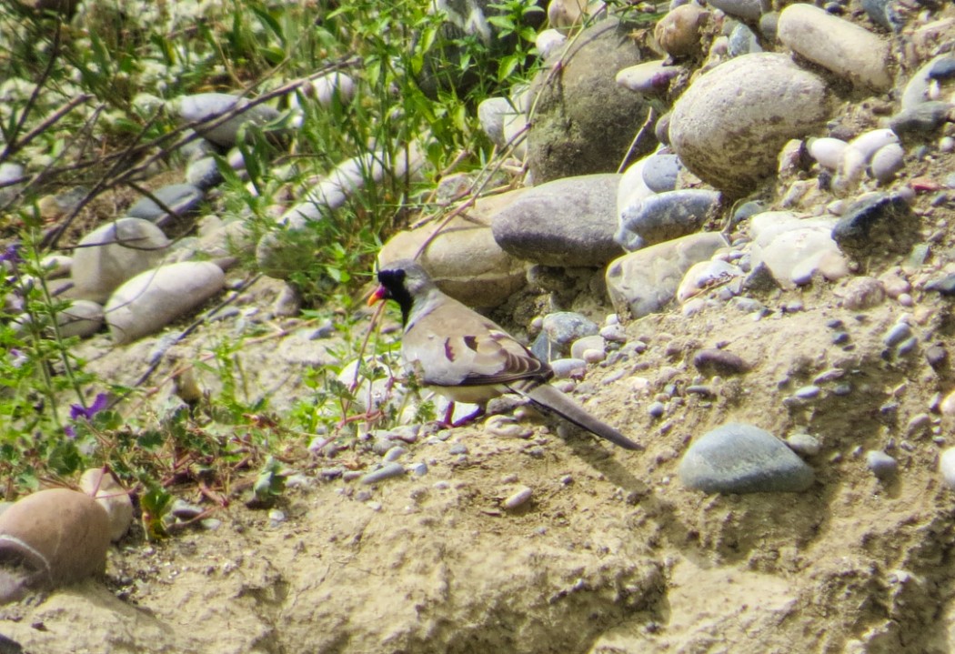 Namaqua Dove