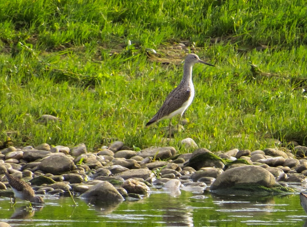 Common Greenshank