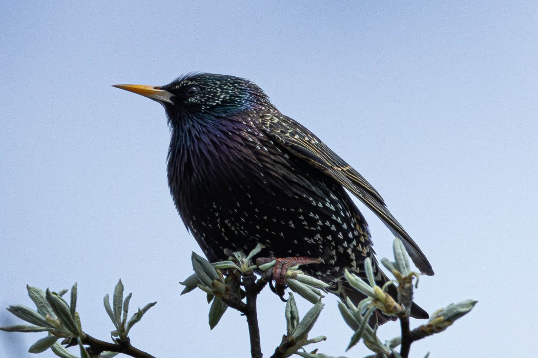Common Starling