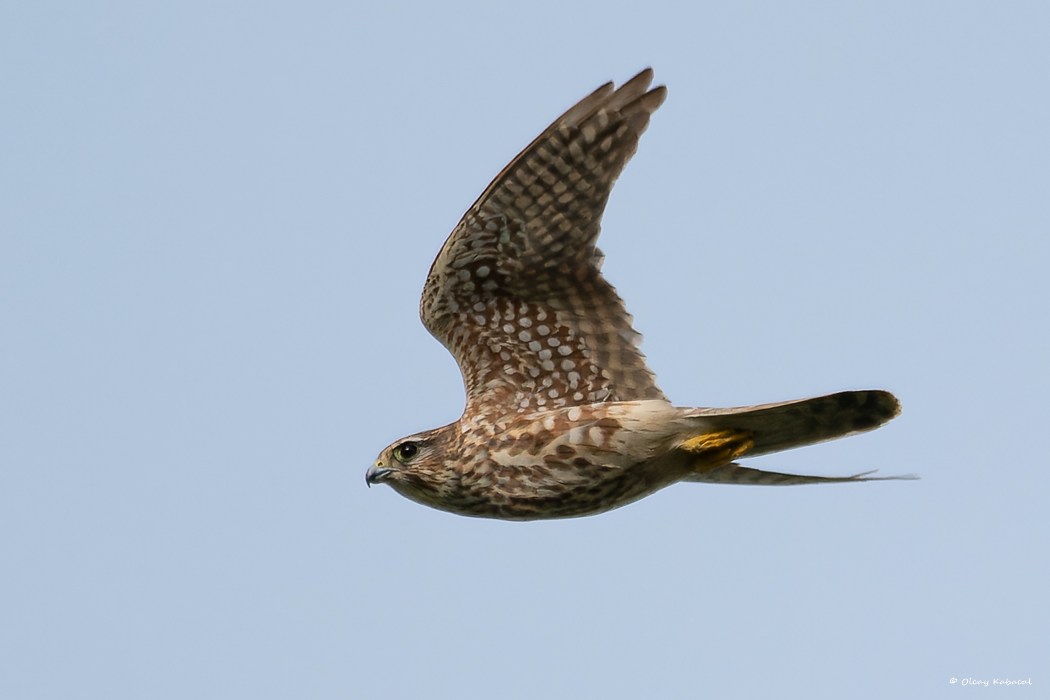 Merlin