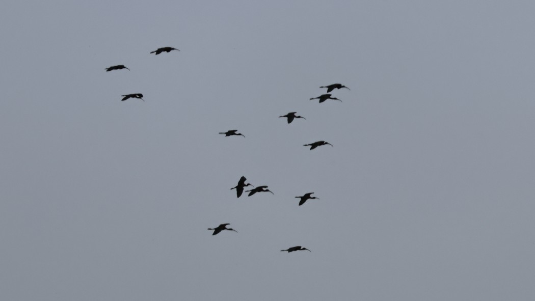 Glossy Ibis