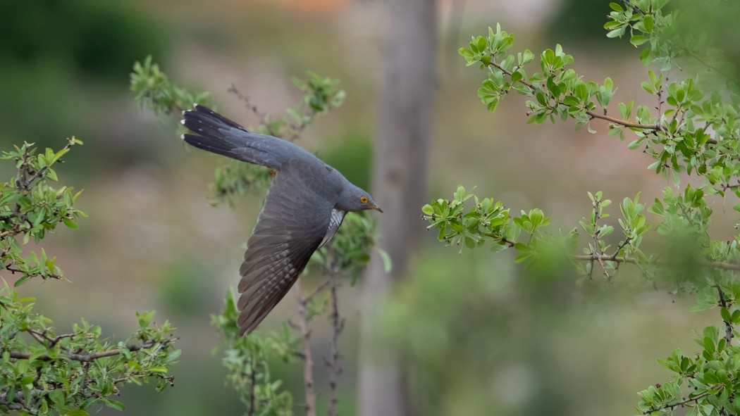 Common Cuckoo