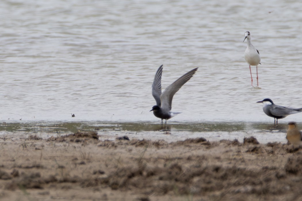 Black Tern