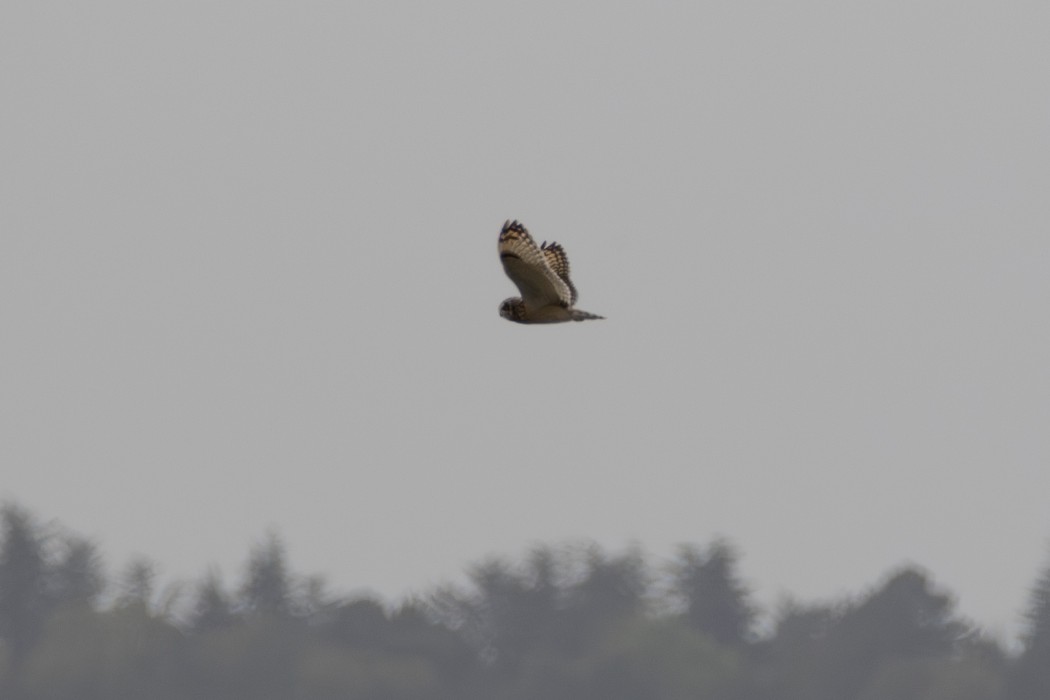 Short-eared Owl