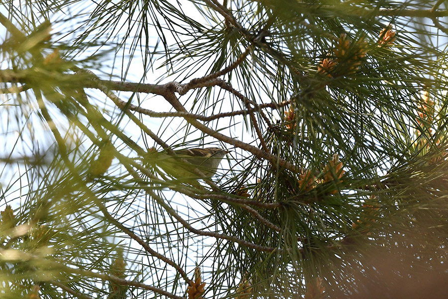 Yellow-browed Warbler