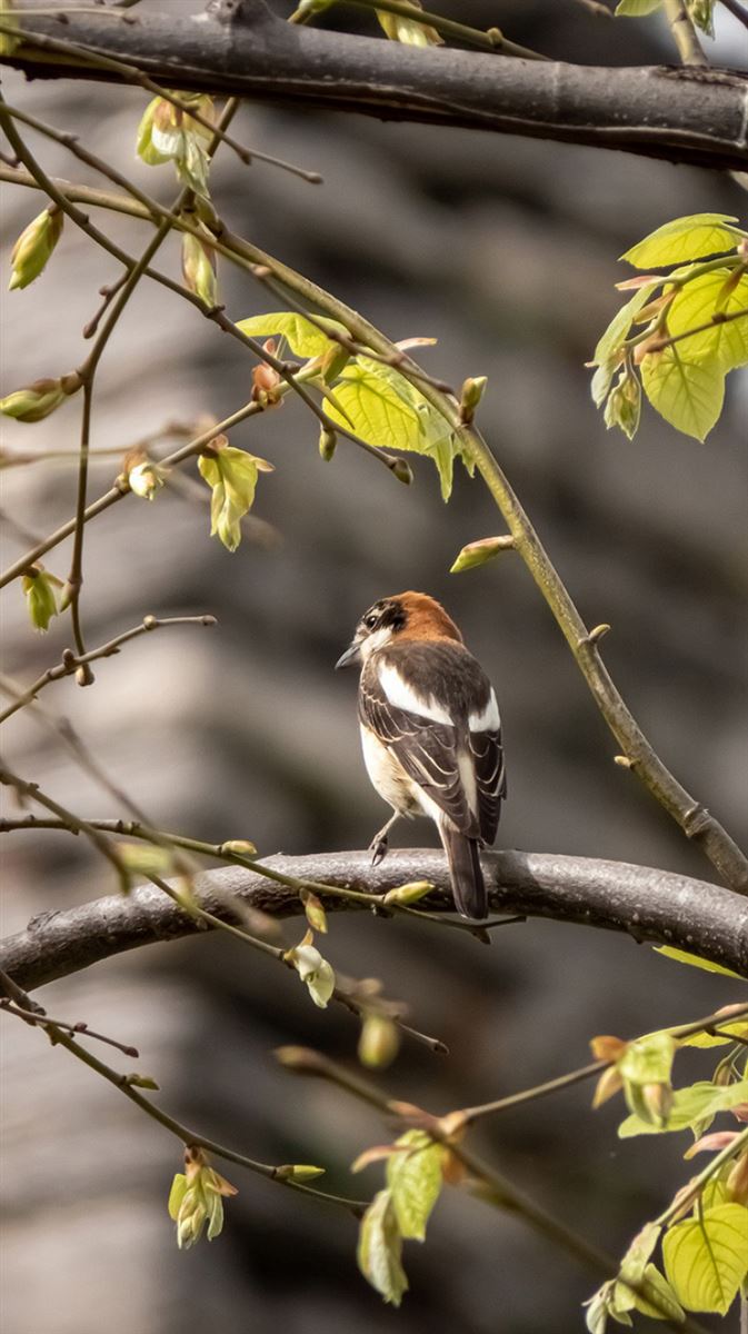 Woodchat Shrike