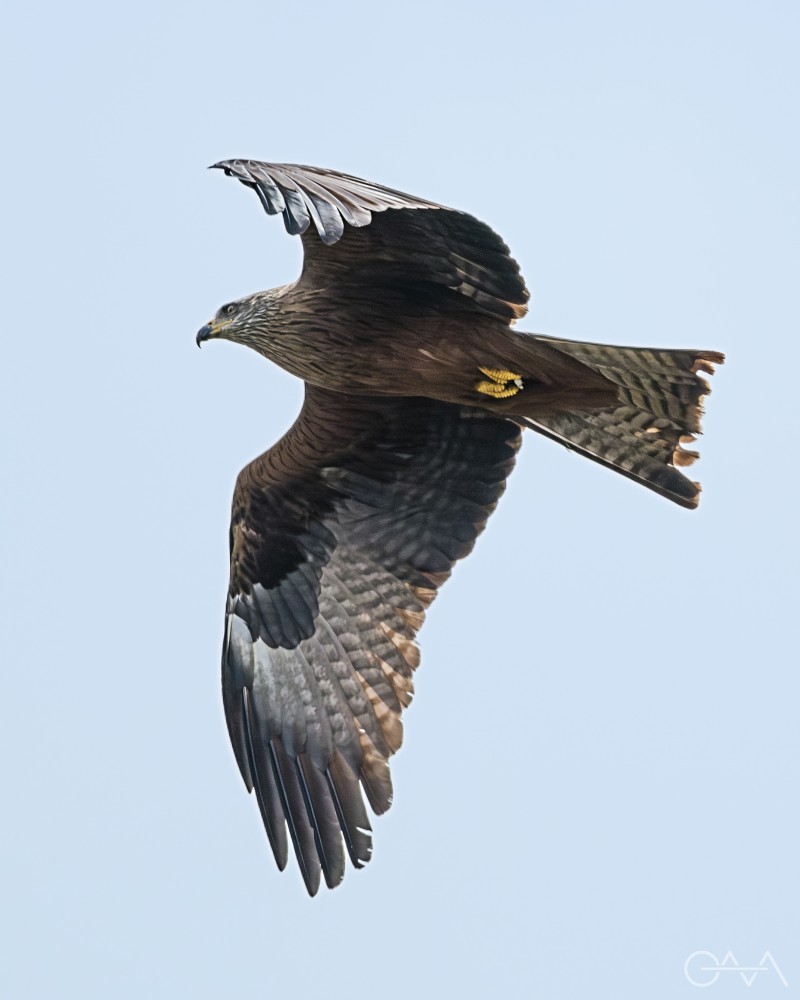 Black Kite