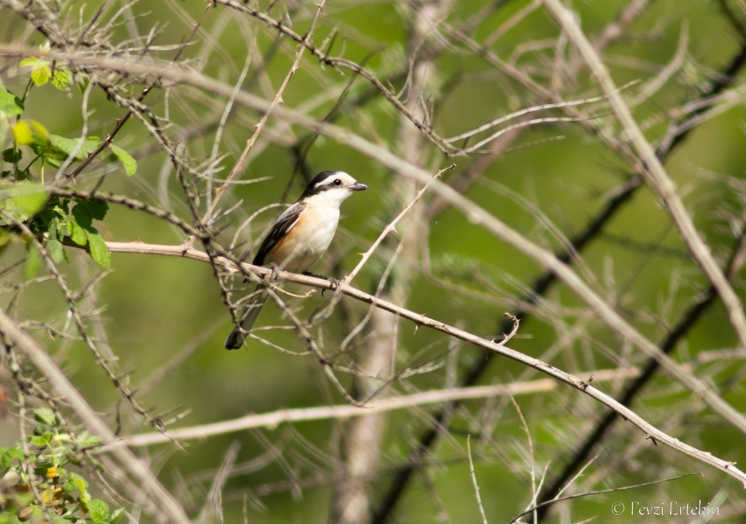 Masked Shrike