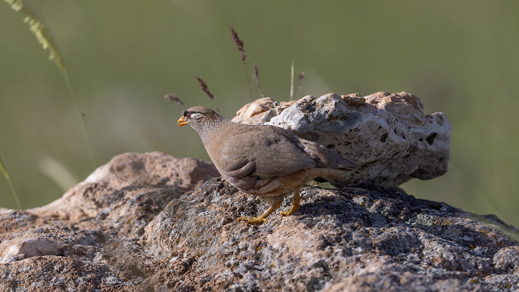 See-see Partridge
