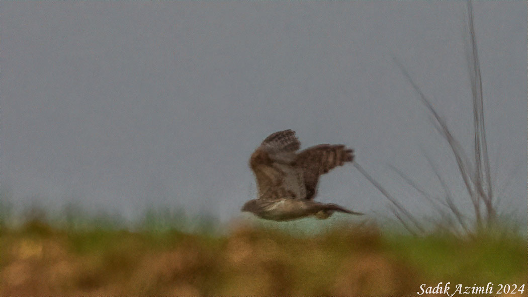 Eurasian Goshawk
