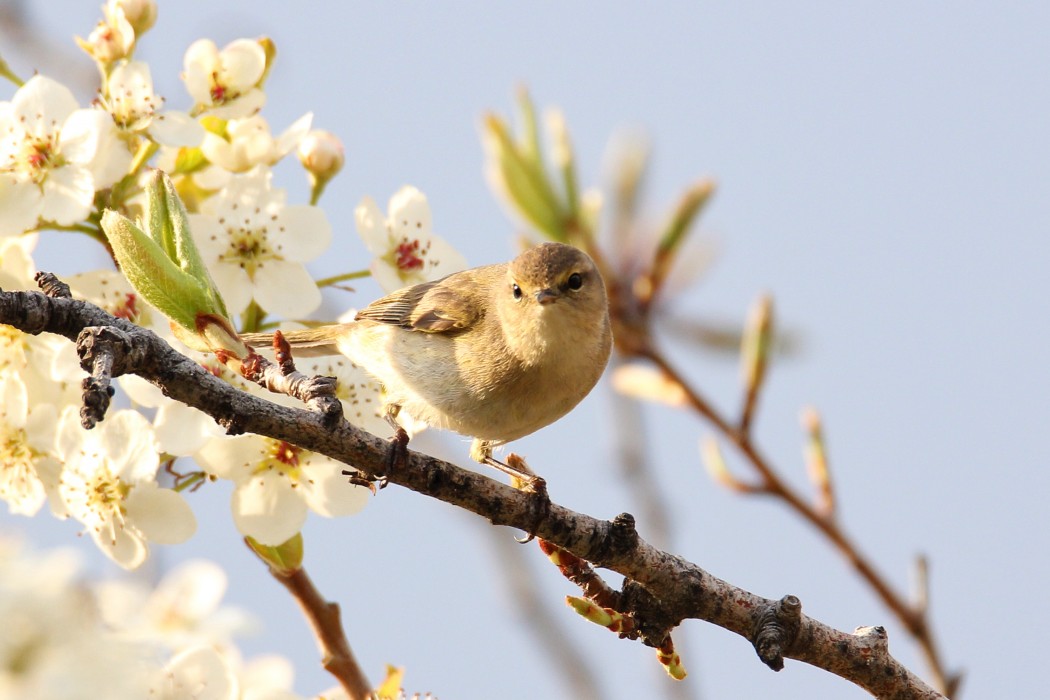 Common Chiffchaff