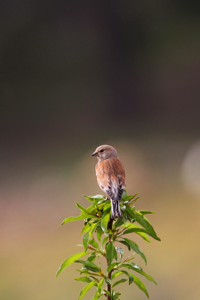 Common Linnet