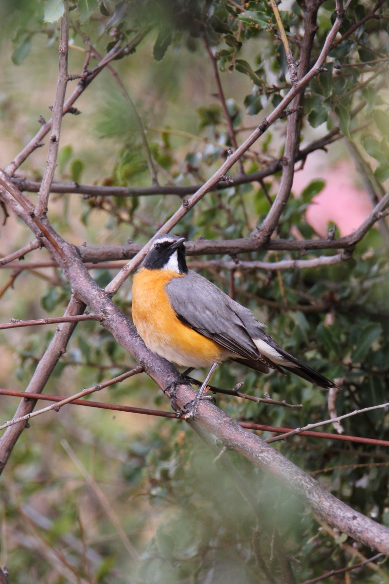 White-throated Robin