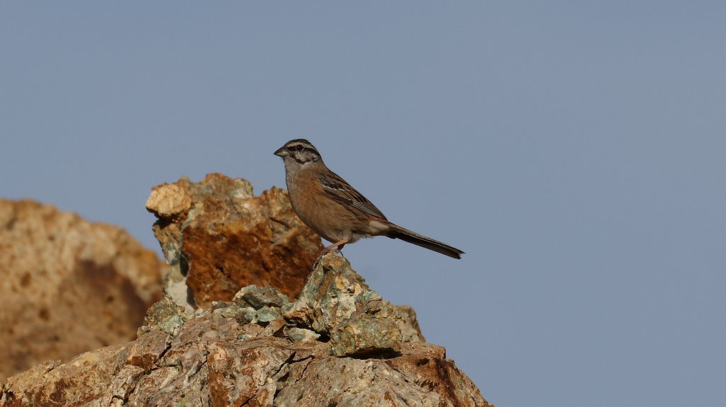 Rock Bunting