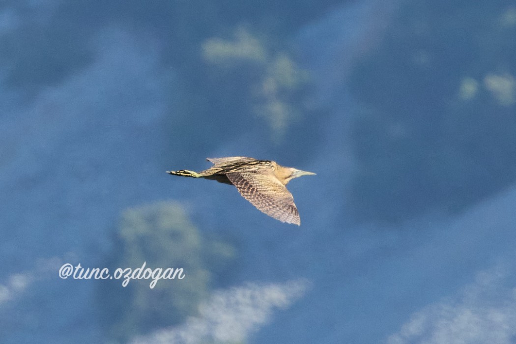 Eurasian Bittern