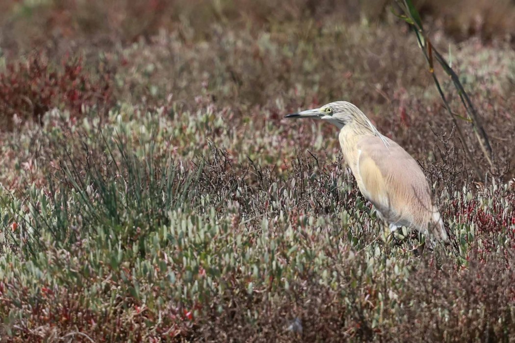 Squacco Heron