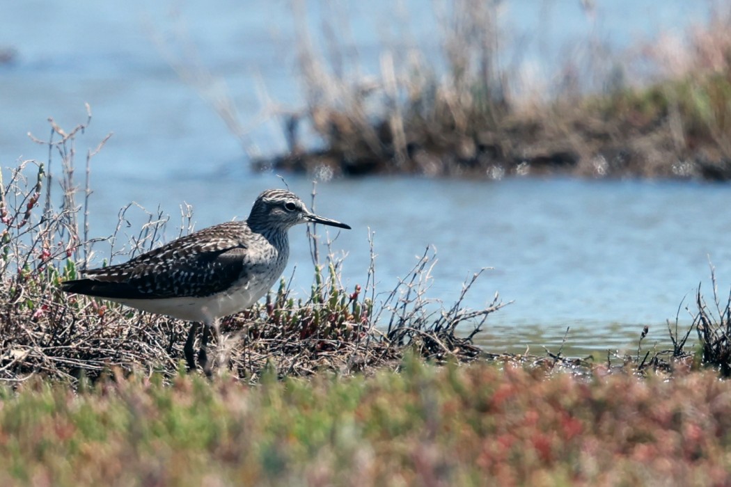 Wood Sandpiper
