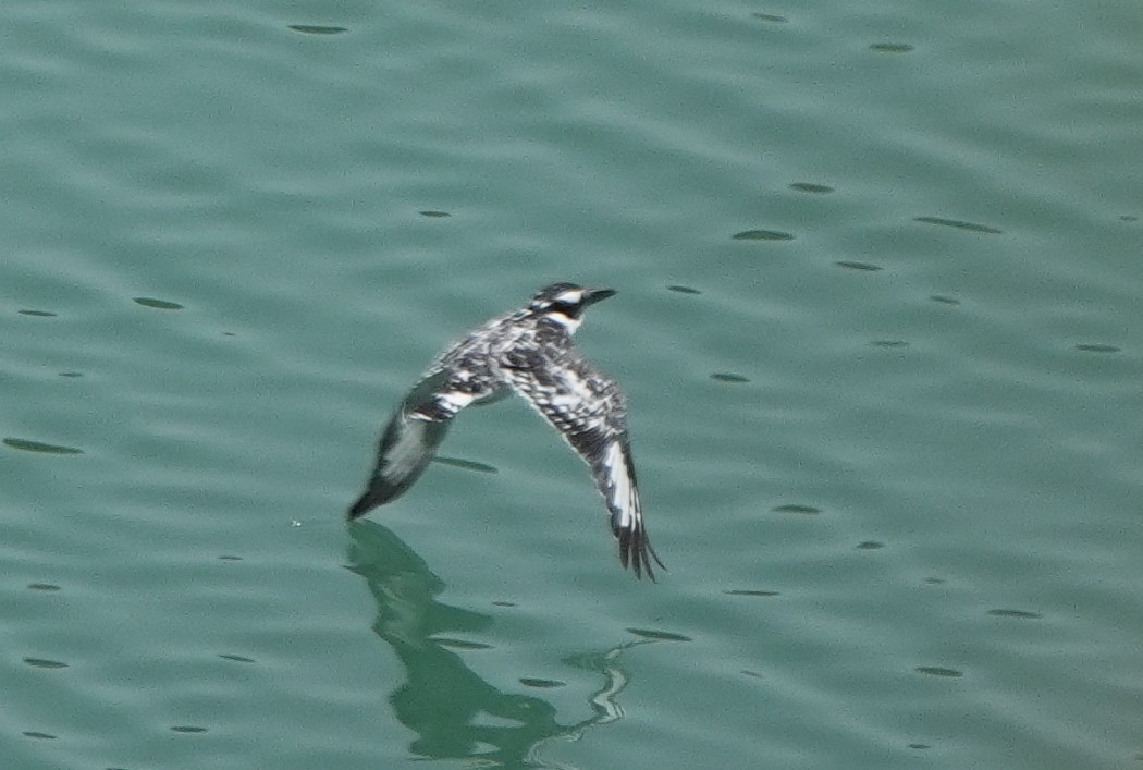 Pied Kingfisher