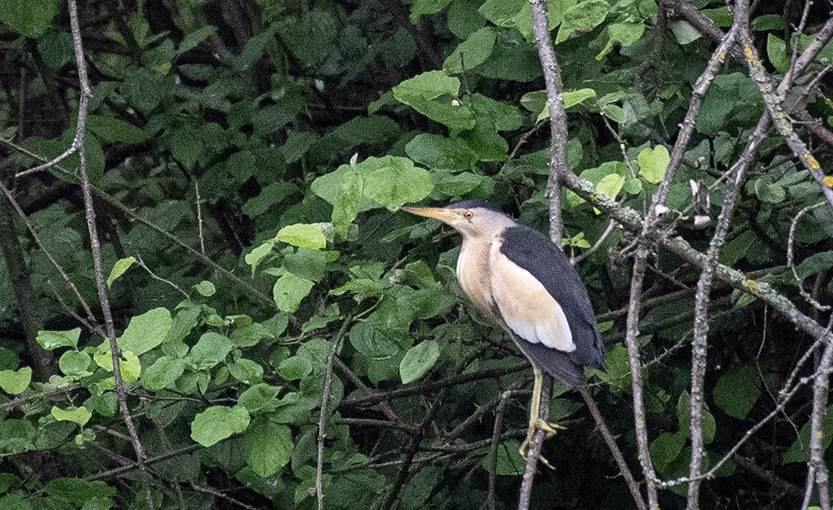 Little Bittern