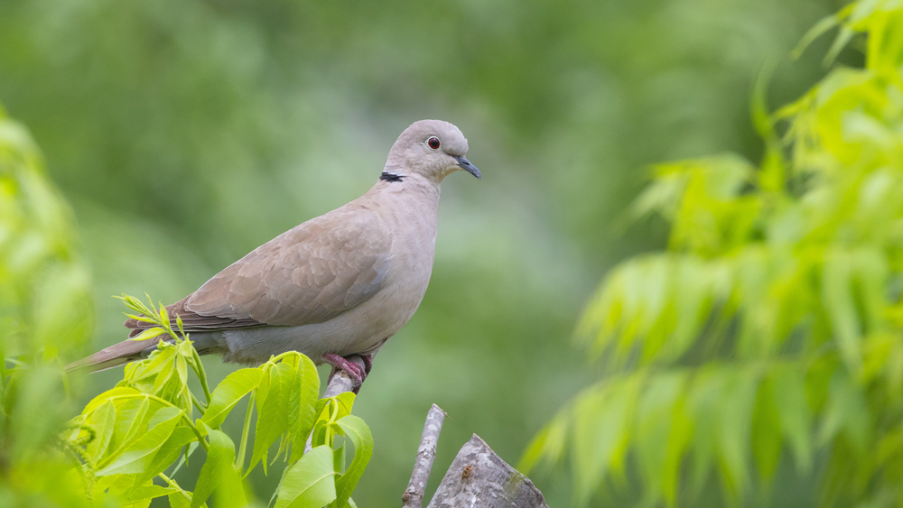 Eurasian Collared Dove