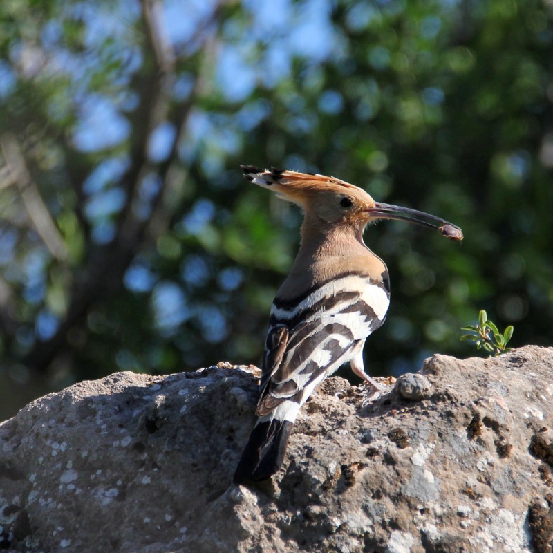 Common Hoopoe