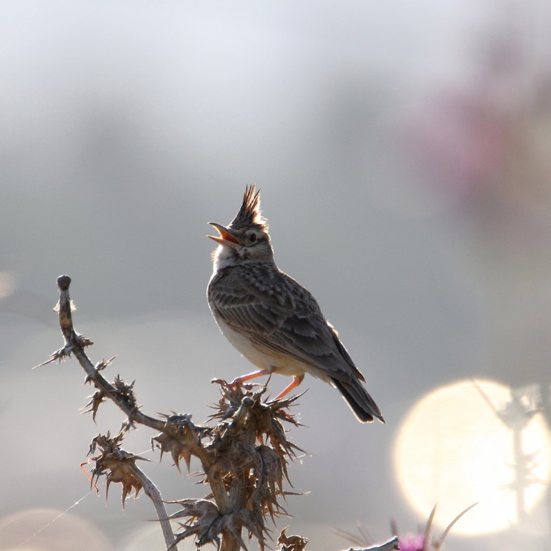 Crested Lark