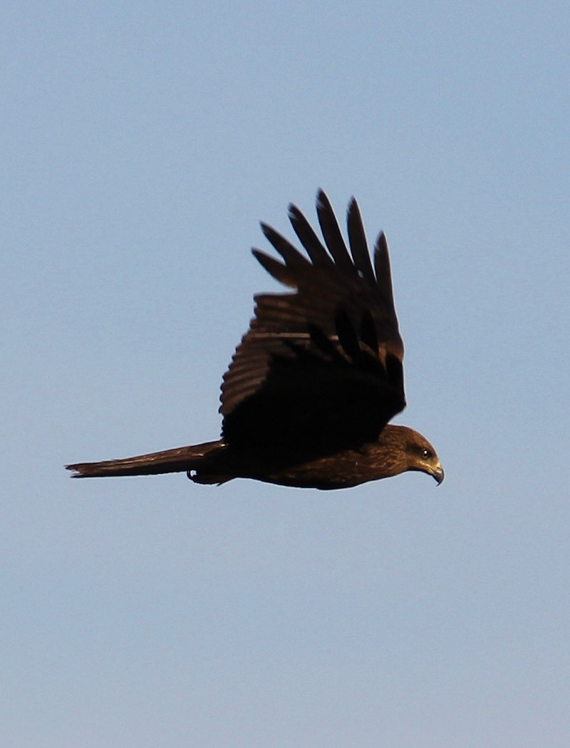 Black Kite