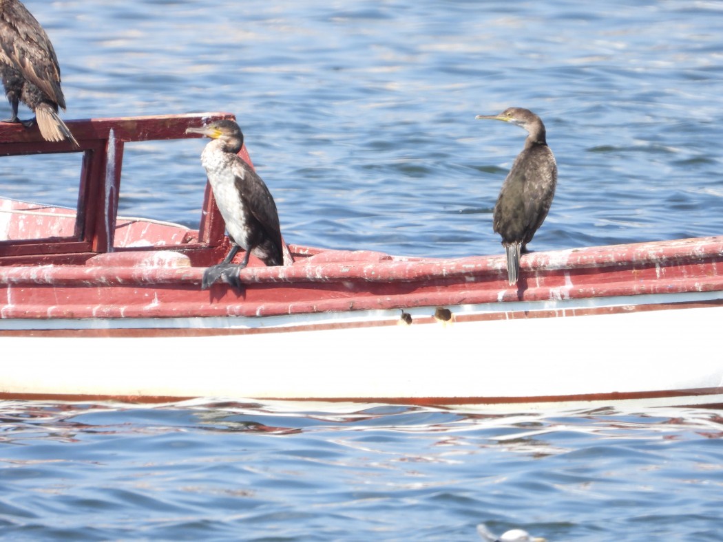 European Shag
