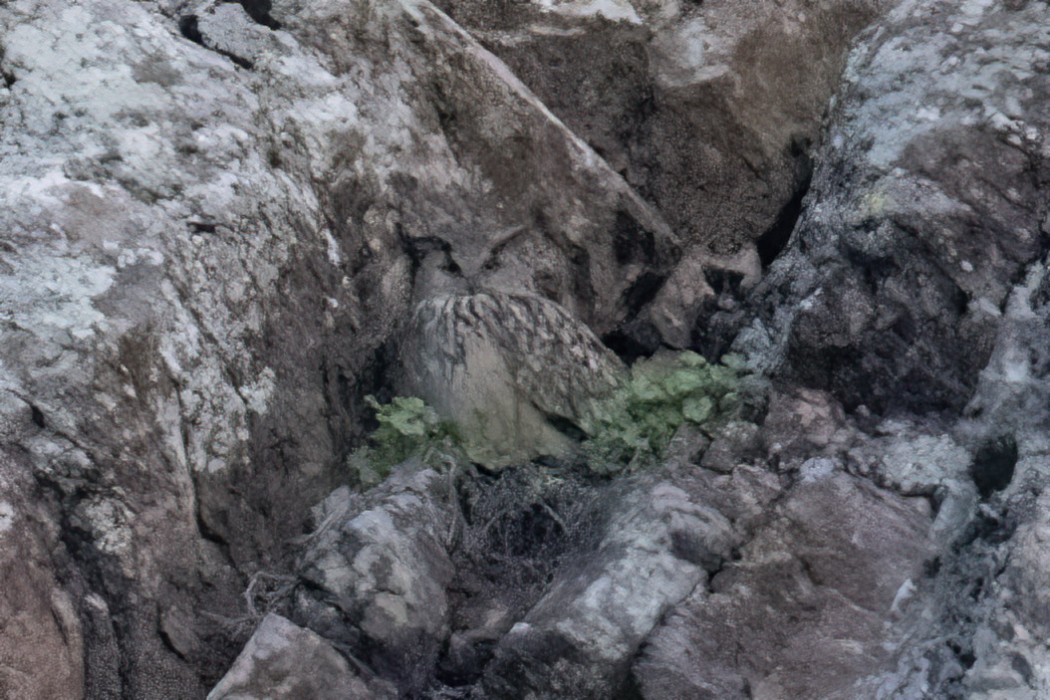 Eurasian Eagle-Owl