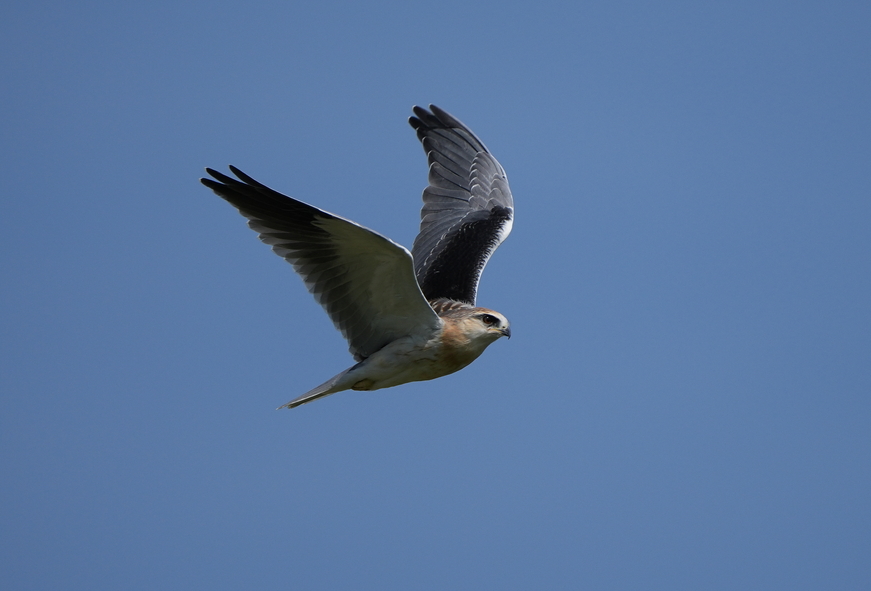 Black-winged Kite
