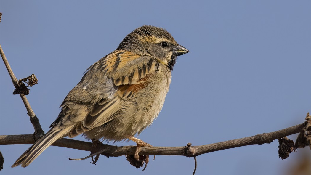Dead Sea Sparrow