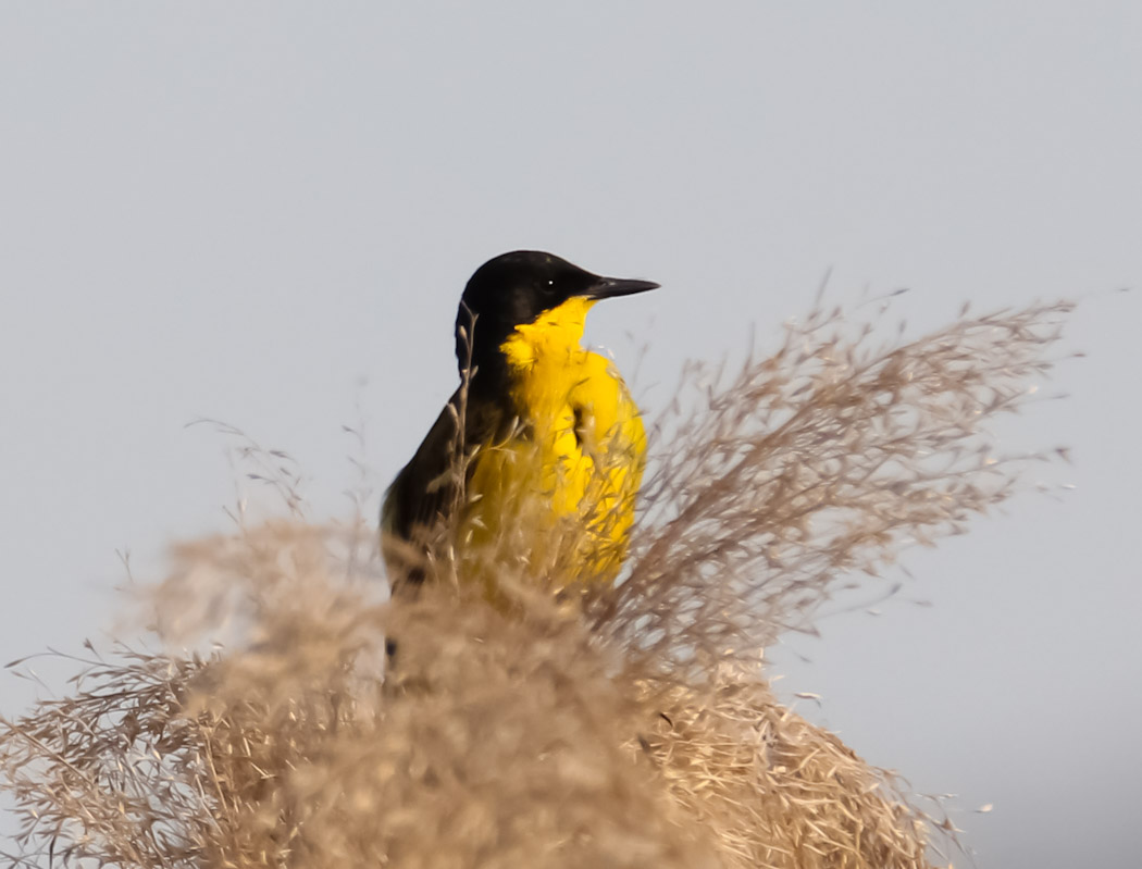 Western Yellow Wagtail