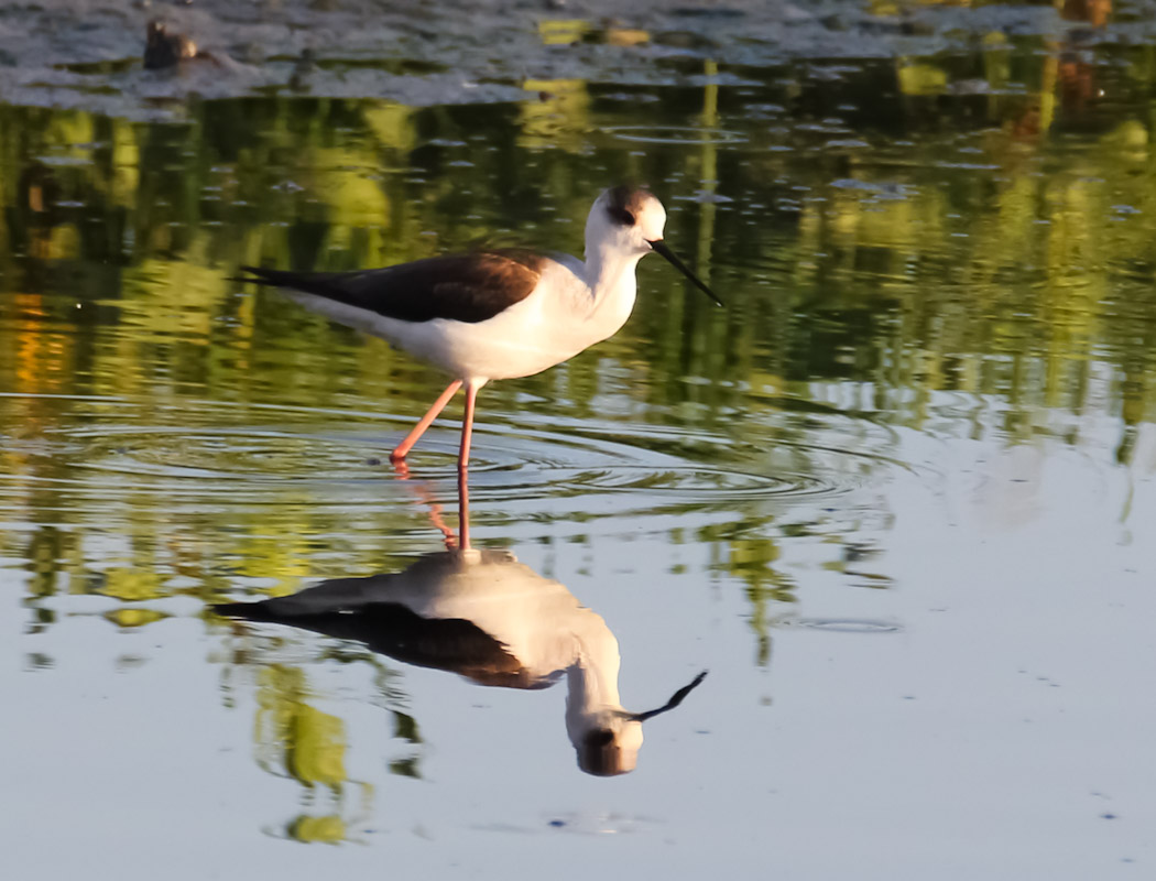 Black-winged Stilt