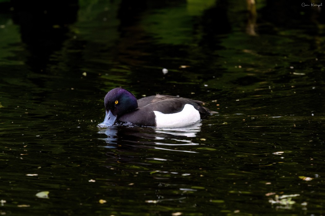 Tufted Duck