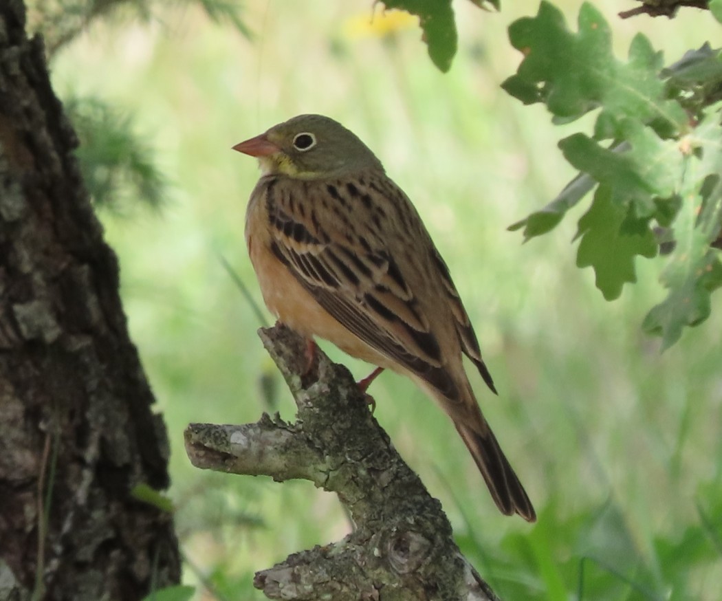 Ortolan Bunting