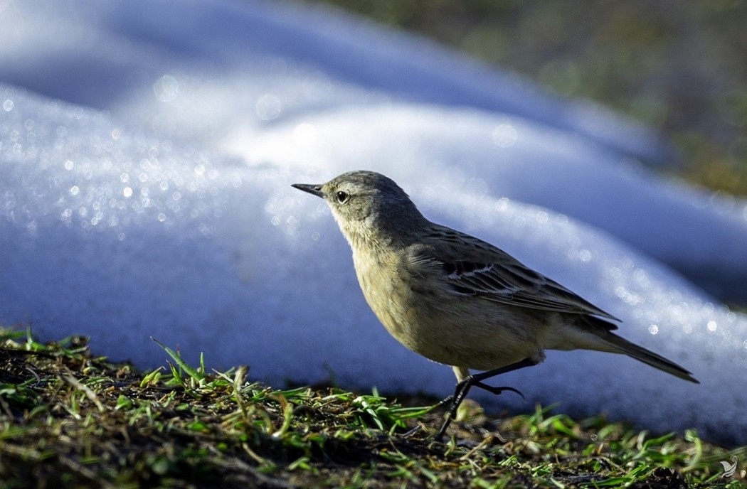 Water Pipit