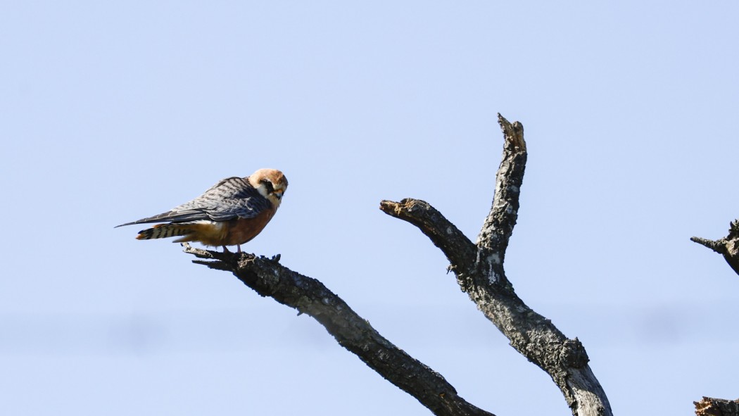 Red-footed Falcon
