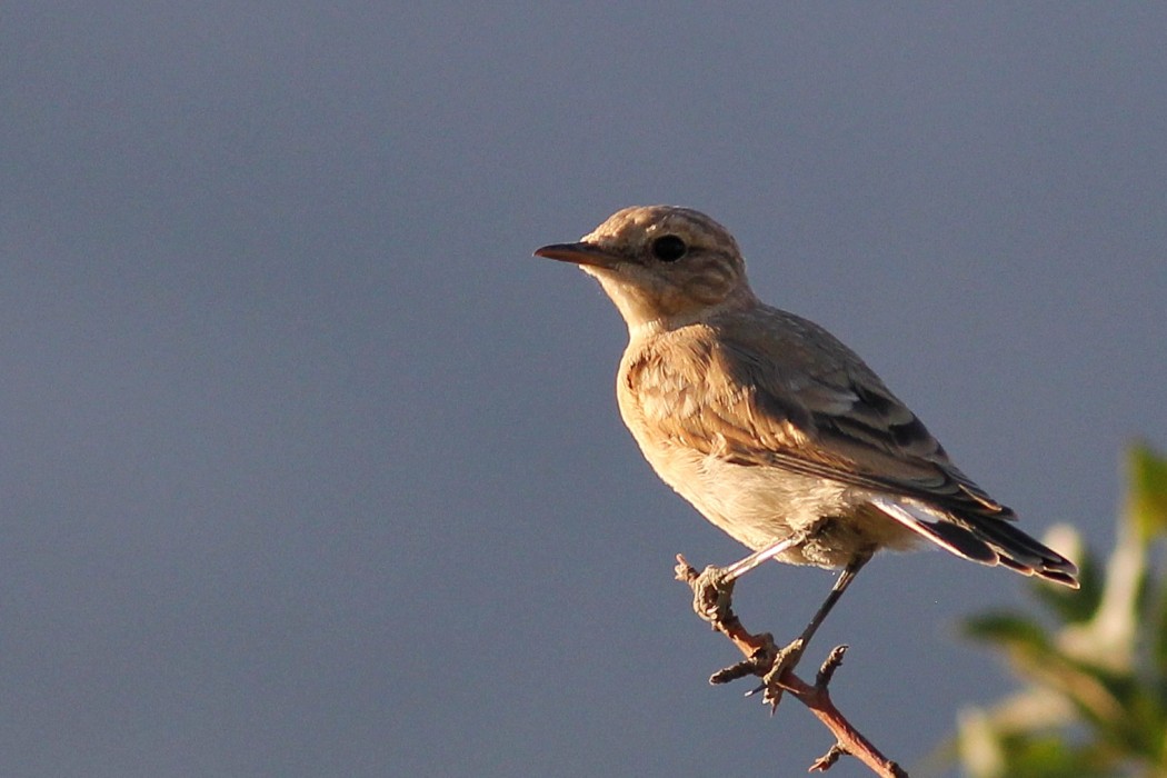 Northern Wheatear