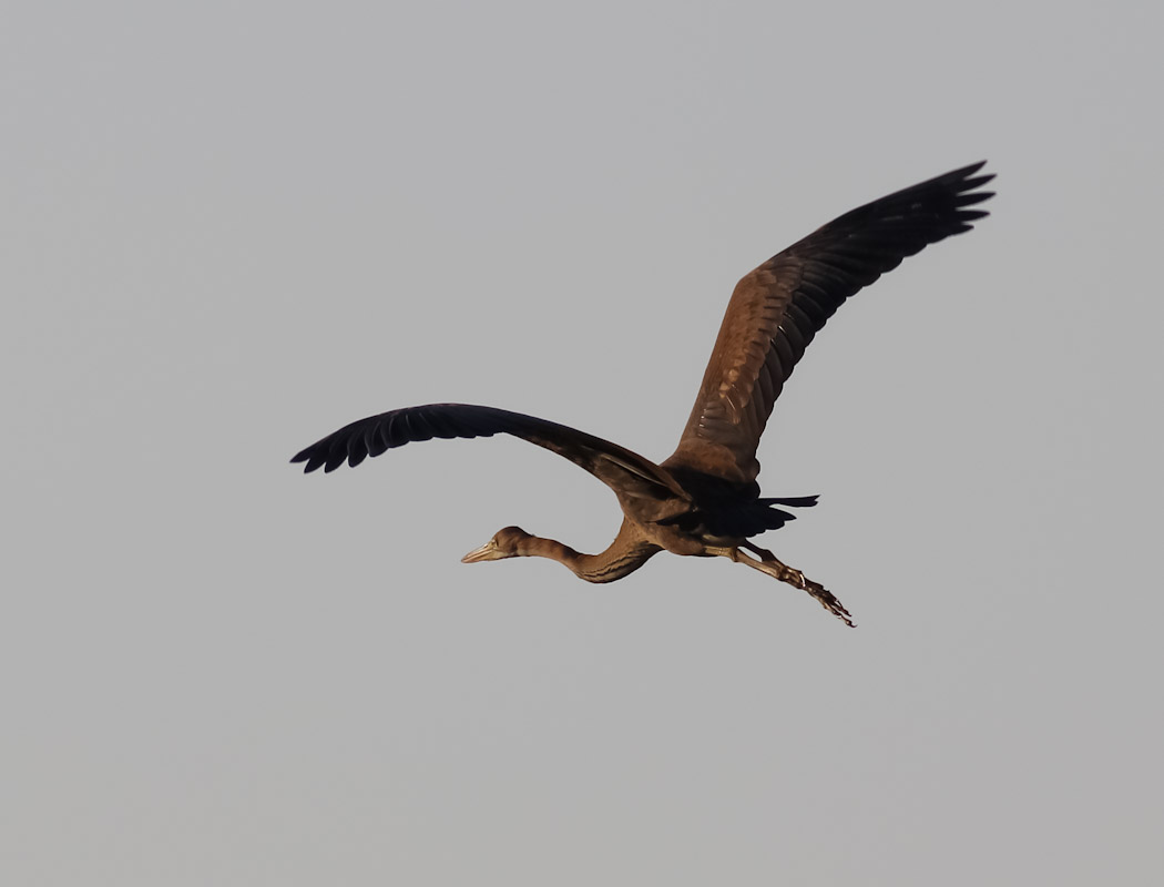 Purple Heron