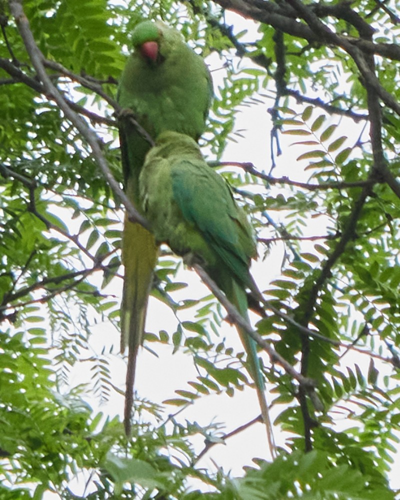 Rose-ringed Parakeet