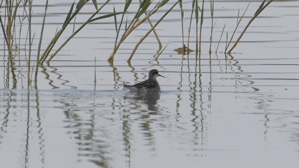Red-necked Phalarope