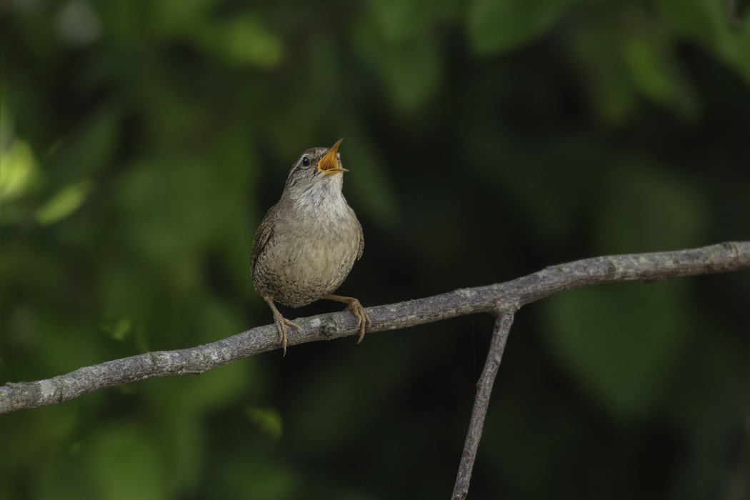 Eurasian Wren