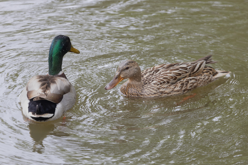 Mallard
