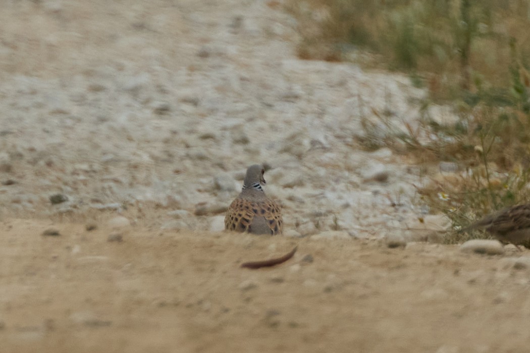 European Turtle Dove