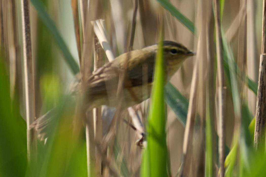 Common Chiffchaff