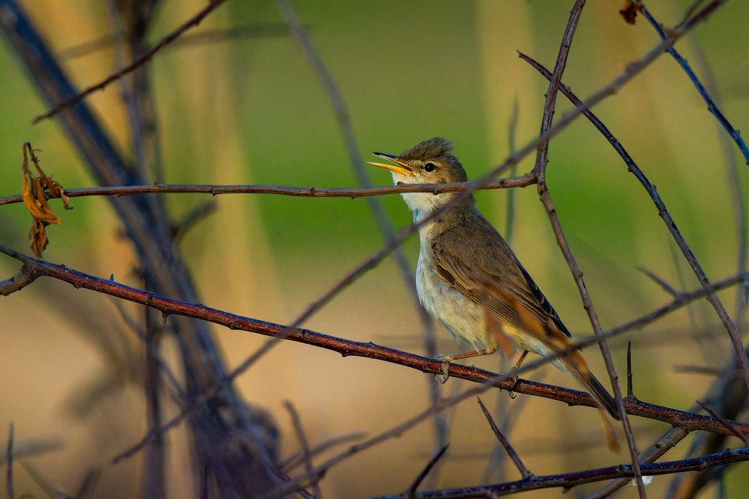 Eastern Olivaceous Warbler