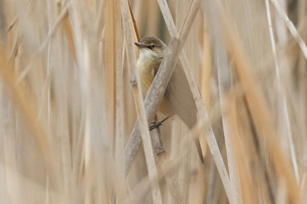 Savi`s Warbler