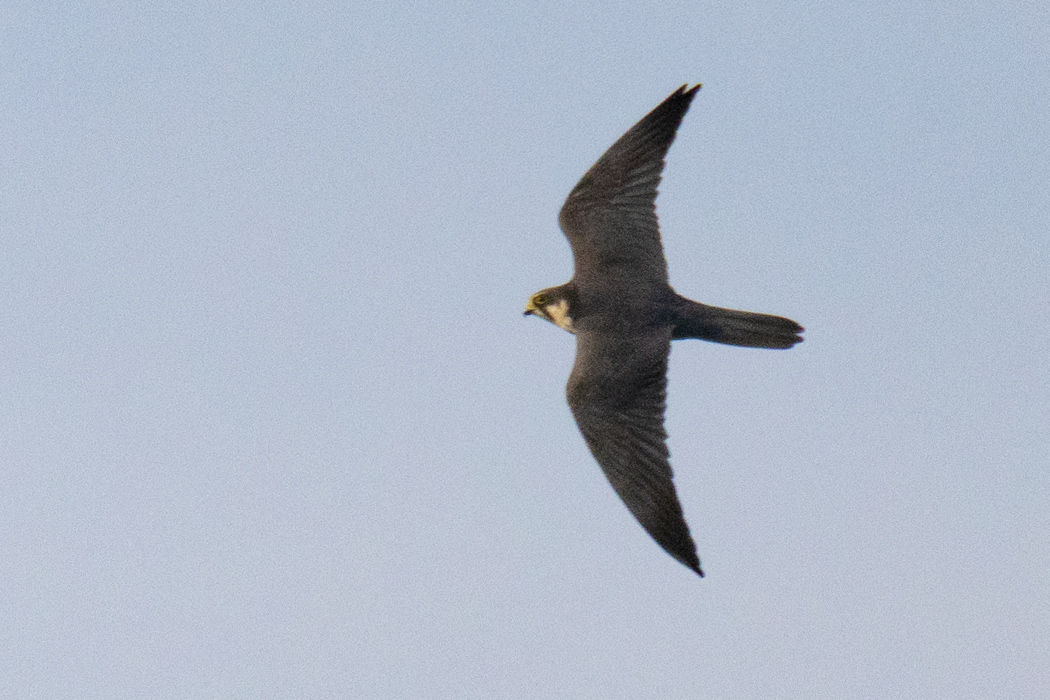 Eurasian Hobby