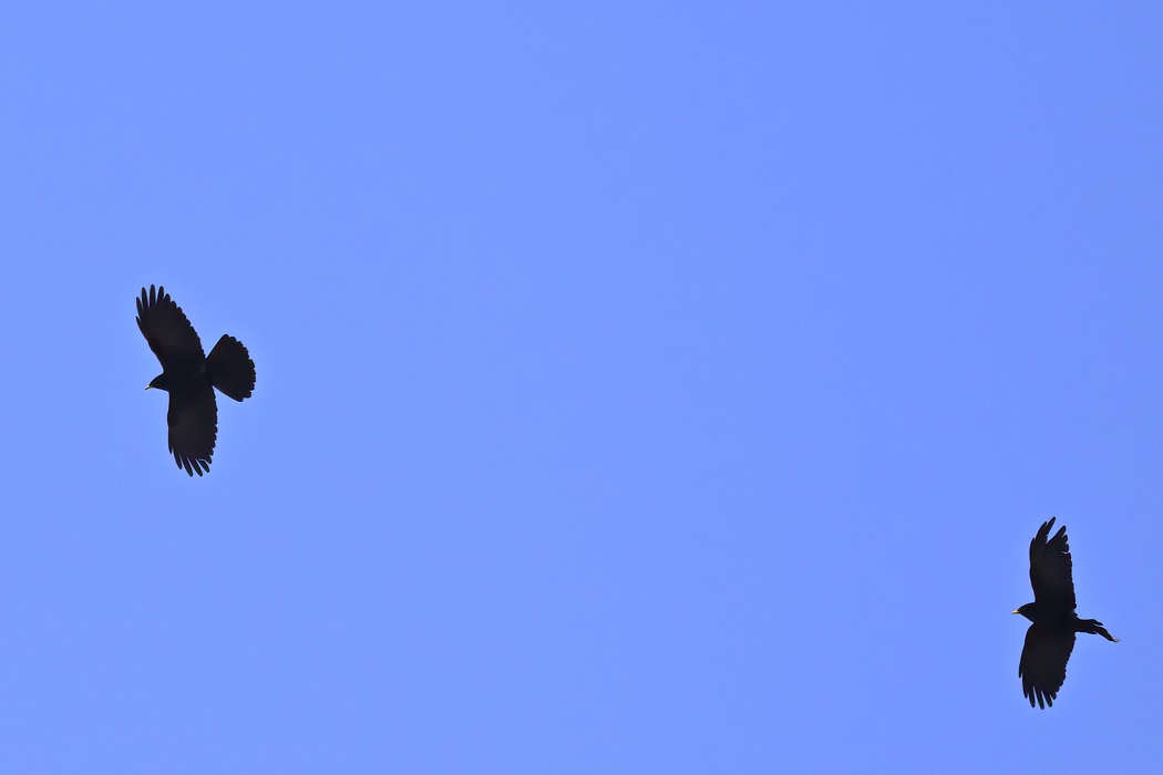 Alpine Chough